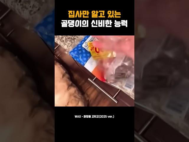 집사만 알고있는 골댕이의 신비한 능력