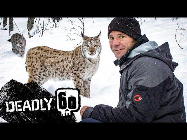 Incredible Jumping Lynx | Deadly 60 | BBC Earth Kids