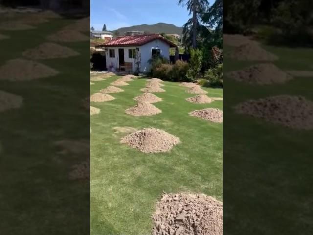 Lawn leveling before and after - how long does it take to recover?