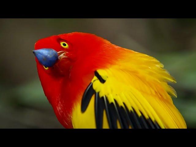 The Bowerbird's Grand Performance! | Life Story | BBC Earth