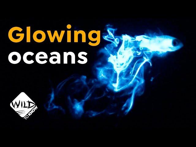 This is Why Waves Glow | Bioluminescence | Wild to Know