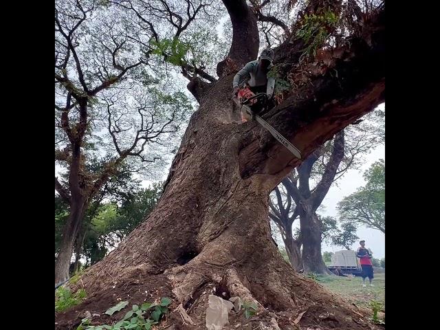 Stihl ms881 Vs Monter tree‼️ #chainsaw