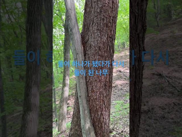 #귀농 #임야 #나무 #신기한 #전북 #장수군