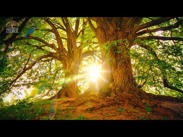 Relaxing music piano, nature, forest sounds, birds - 10 hour version