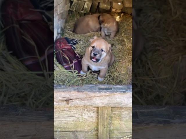 dogsocute   # Dogsocute # #animals #horse #animalscrossingfountain