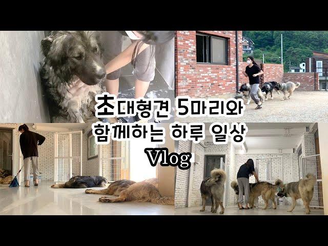 초대형견 오브차카 5마리 | 전생에 나라를 구한 백수들과의 하루,,