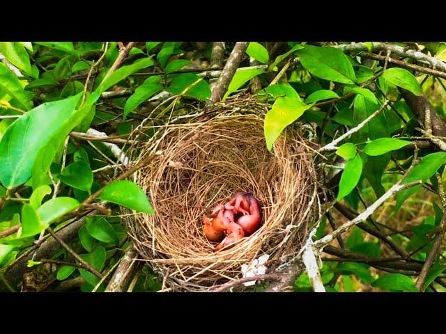 Parent Birds Rescue Babies From Ants Attack! (2) – Ant Attack Baby Bulbul (Bird Watching Ep22)