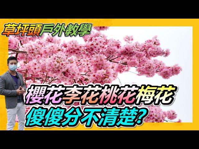 【年假賞櫻去】，櫻花、李花、梅花、桃花傻傻分不清楚，快到草坪頭賞花，現在爆花中，粉白相間超夢幻。＃草坪頭＃櫻花＃李花＃梅花＃桃花#草坪頭玉山觀光茶園 # #南投景點