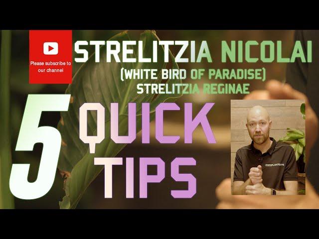 5 Quick tips Strelitzia nicolai White Bird of Paradise Strelitzia reginae