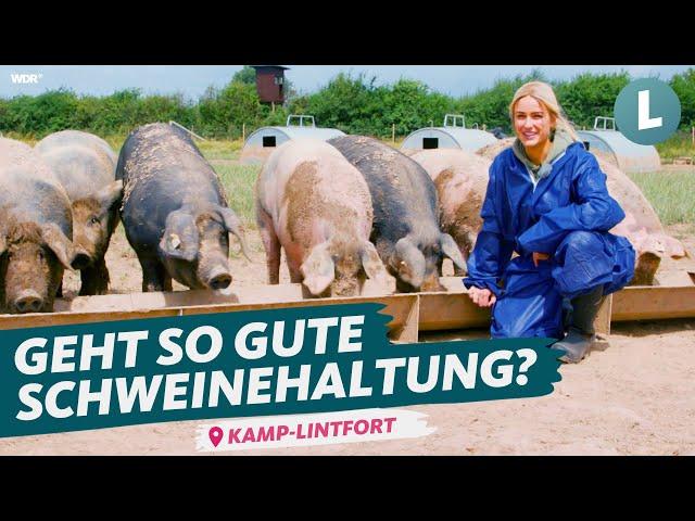 Bessere und günstigere Schweinehaltung? Experiment Freilandschweine | WDR Lokalzeit Land.Schafft.