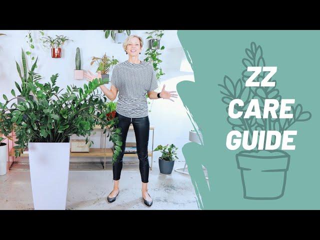 How To Grow A Happy ZZ Plant - Care Guide - Zamioculcas Zamiifolia 