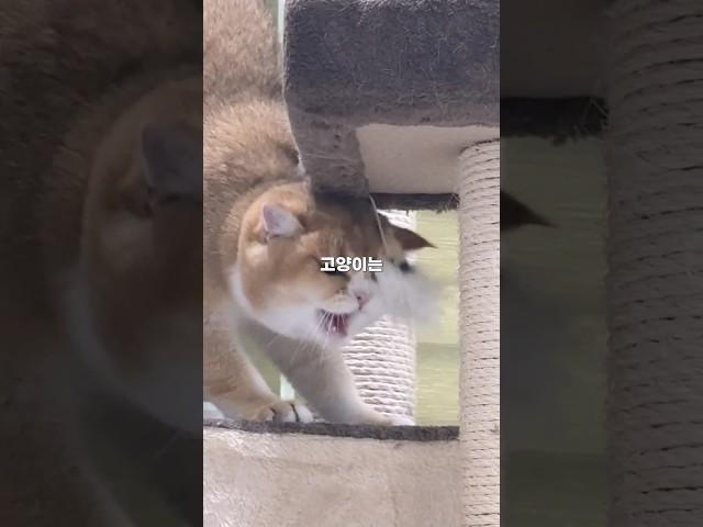 고양이가 배 만지는 걸 싫어하는 이유 #고양이 #냥춘기 #고양이일상