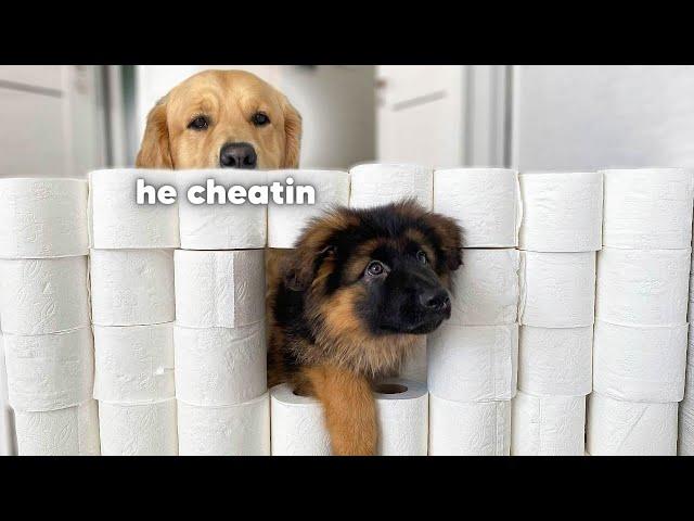 Golden Retriever & GSD Puppy React to The Toilet Paper Challenge | BEST REACTION EVER