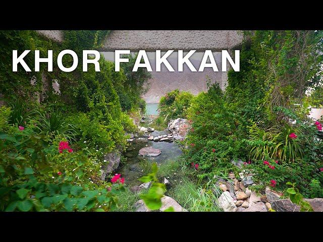 The Hidden Paradise of UAE - Hiking in Khor Fakkan