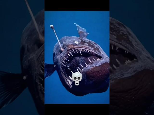 Sea Creatures Are Scary ️️