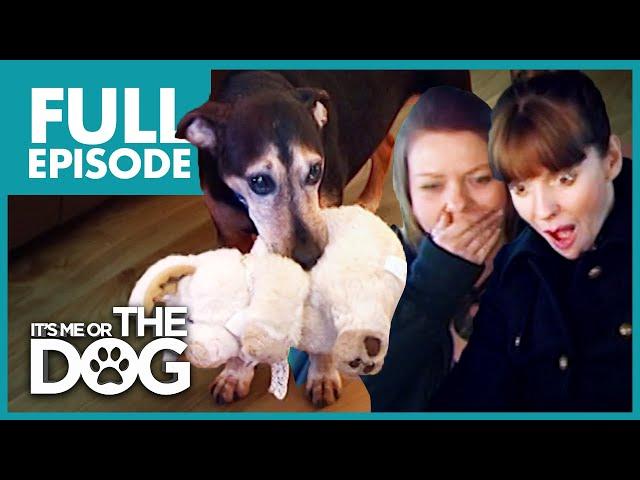 The Four-Legged Baby: Buster | Full Episode | It's Me or the Dog