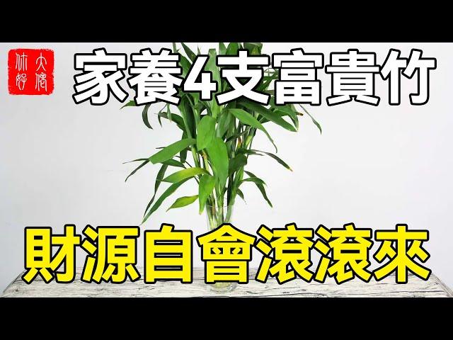 家養4支富貴竹，財源自會滾滾來，全家都能賺不停！#大佬你好啊