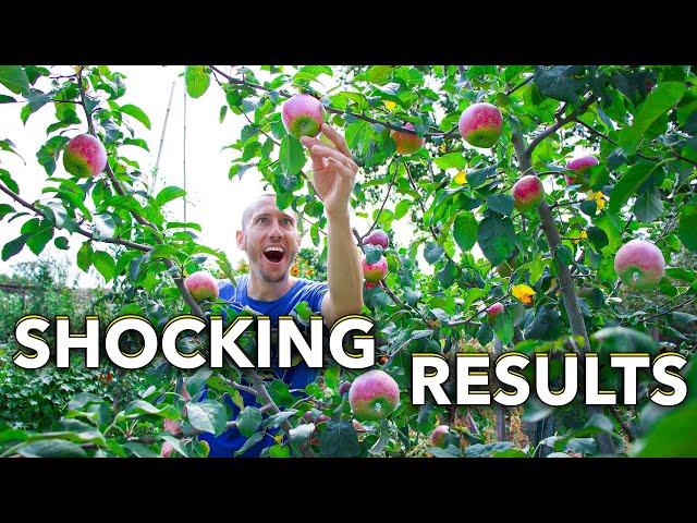 7 Tips for Growing Apples in the Garden, THE MOST DISEASE RESISTANT APPLE TREE ON THE PLANET!