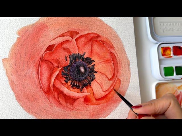 라넌큘러스 그리는 과정|How to paint watercolor Ranunculus