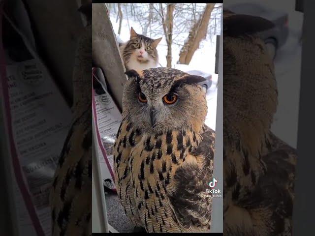 Cat gets freaked out by incredible owl outside of window.