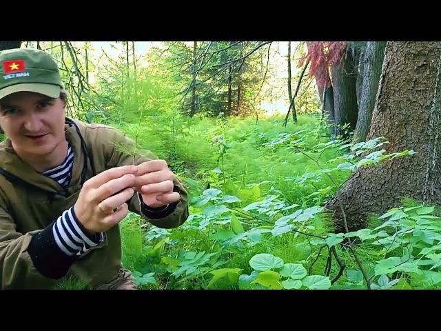 Хвощ полевой - нюансы заготовки. Как применять в комментариях!