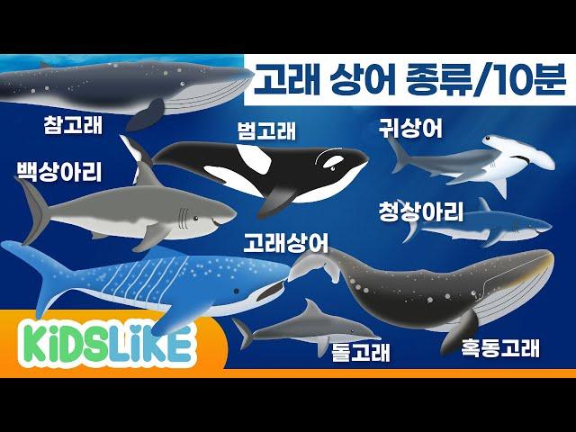 상어[sharks]/고래[whale]/바다공룡 모음집 /10분