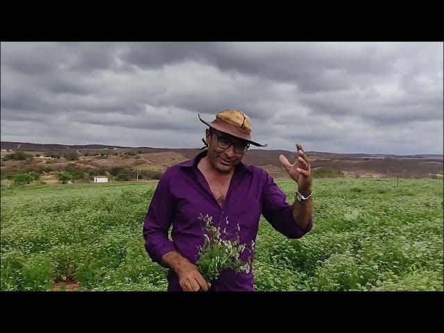 veja o trabalho do repórter matuto mostrando as riquezas da região nordeste canal sertão mamoeiro.