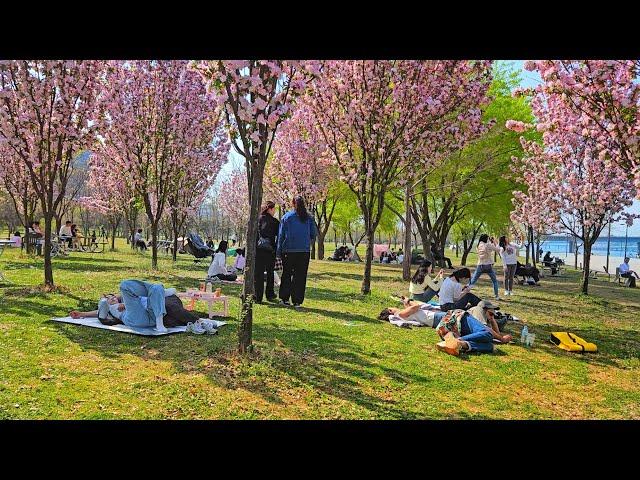 4K SEOUL WALK -  Yeouido Han River/ Seoul Picnic With Cherry blossoms/ City ASMR