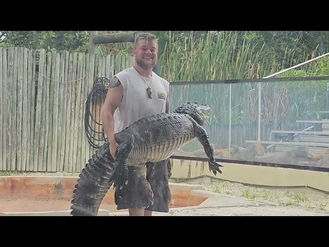 Alligator Show