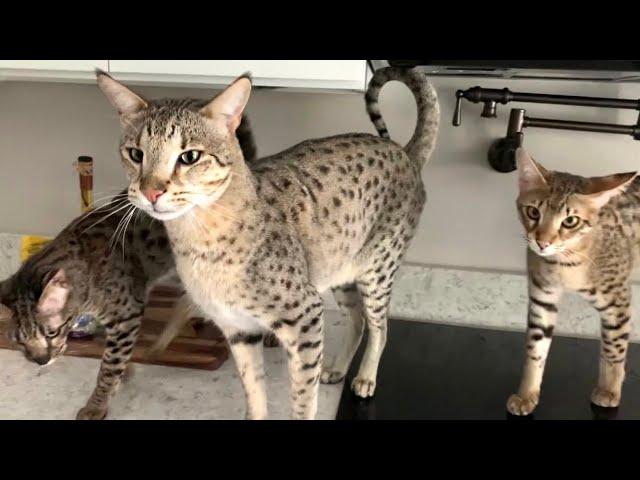 Cute Savannah Cats Meowing For Chicken! #cute #cats #meow