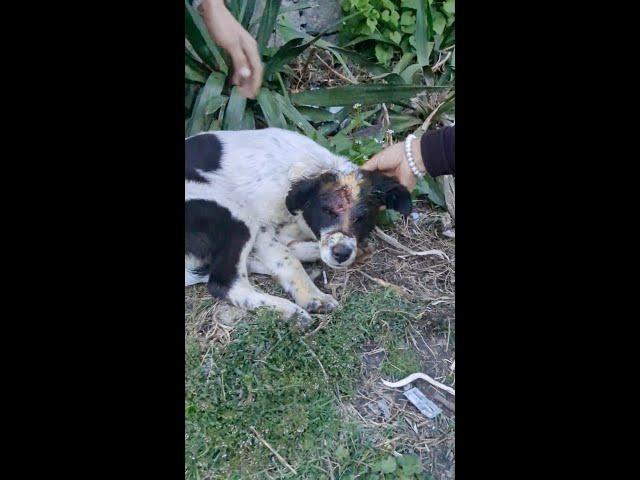 Rescue dog with head injuries from a stray dog fight.