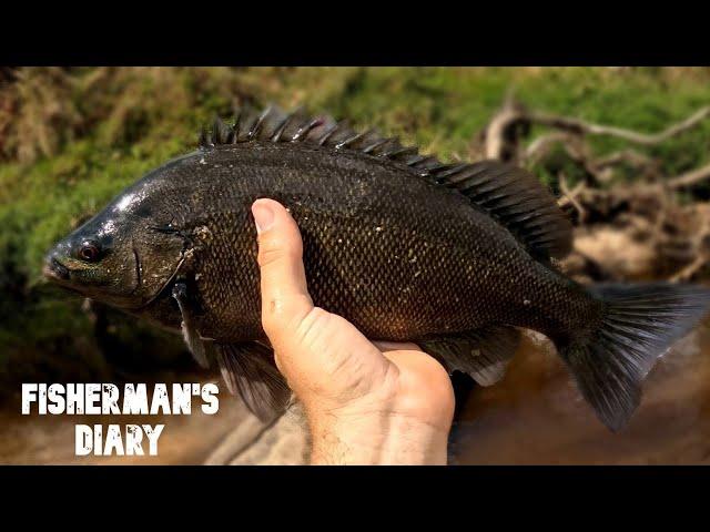 Barcoo Grunter From A Brisbane Creek?! ~ Fisherman's Diary Ep 788