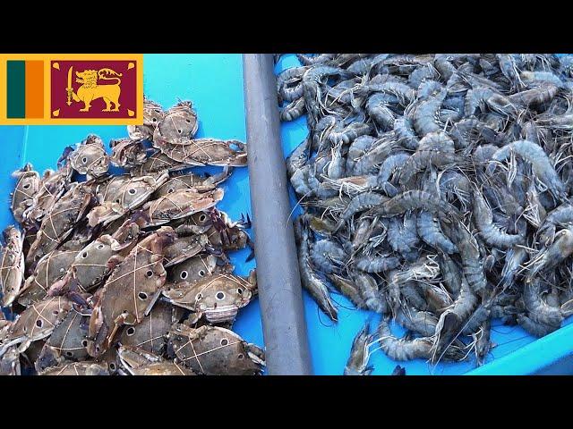 Prawns and Crabs at Fish Market Harbour Tangalle Sri Lanka