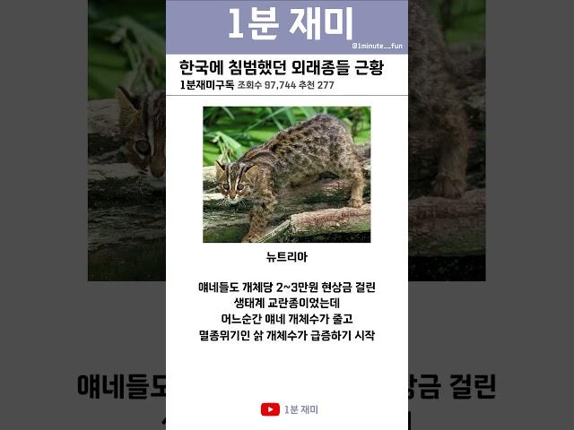 [1분 재미] 한국에 침범했던 외래종들 #shorts