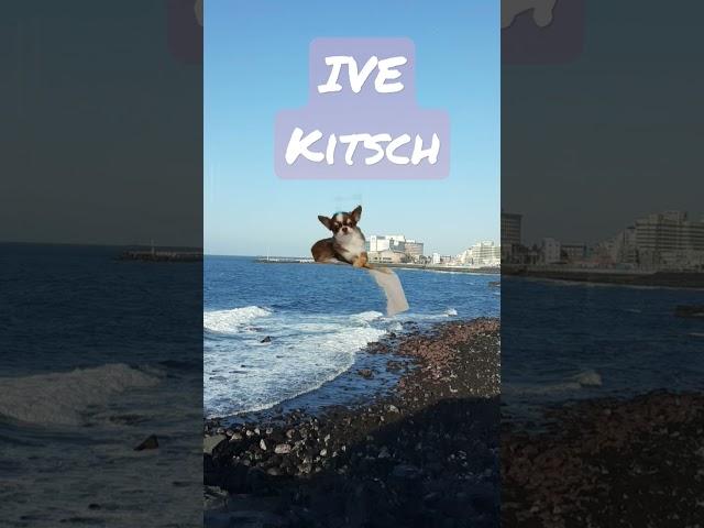 IVE Kitsch #dog  #chihuahua #puppy