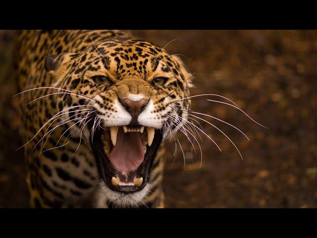 Leopard Documentary - Big Cats Wildlife HD