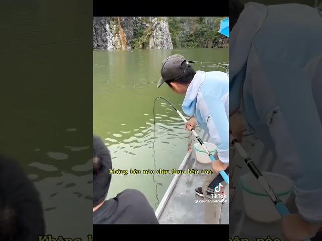 tét cần  bằng chú cá trăm đen 32kg #cauca #câucá #fishing #fish #2024