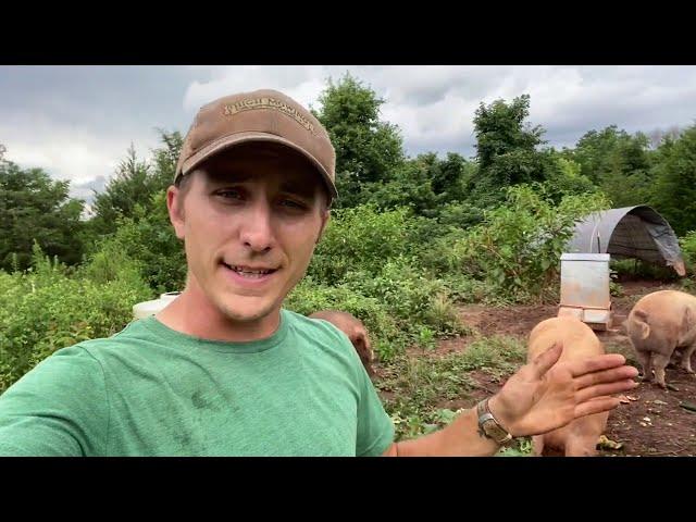 Pigs on Pasture -- Willowsford Farm Field Walk 8/7/2020