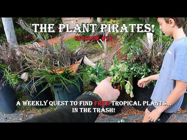 Finding FREE Tropical Plants in the Trash! The Plant Pirates Episode #91