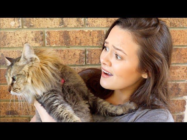 Why Is Your Cat Urinating In The House?