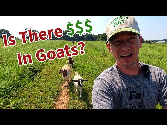 Selling Goats At The Sale Barn - Are Goats Worth The Trouble?