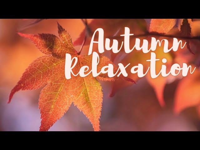 Autumn relaxation - The best relaxation music #relax #music #deeprelaxation