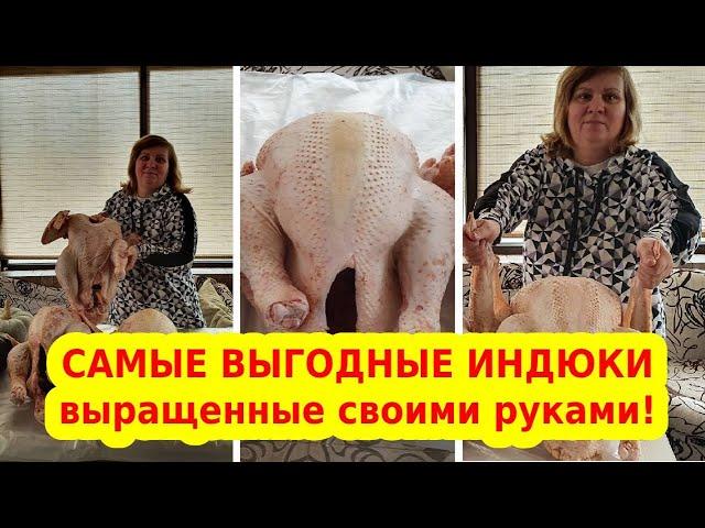 Какие породы индюков самые выгодные