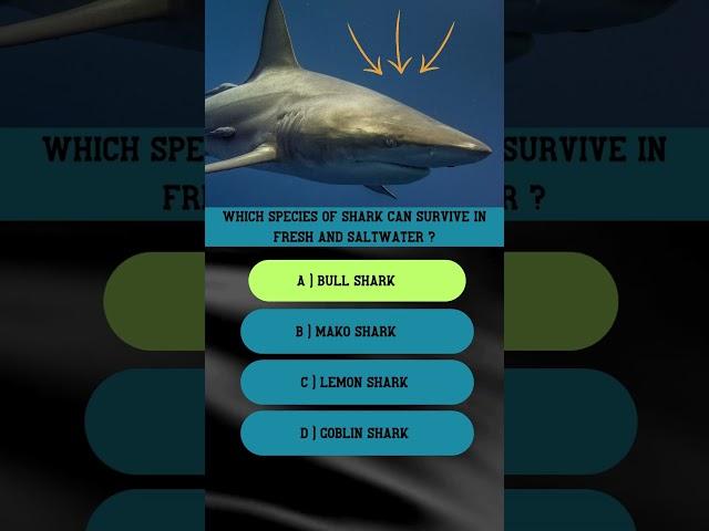 SHARK QUIZ  CAN YOU GET ALL 5 TEST YOUR KNOWLEDGE ON SHARKS  #whale #sharks #genius #whalesharks