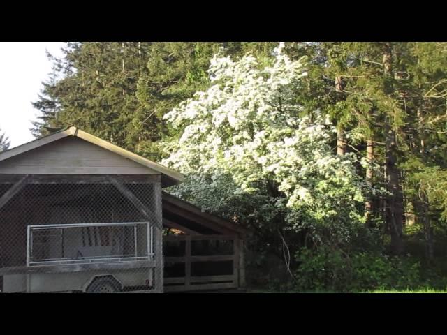 May Trees in Bloom