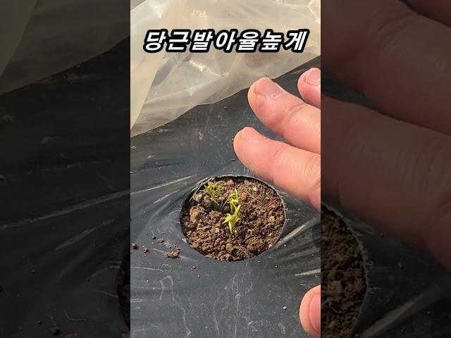 당근 발아율 높이는 방법