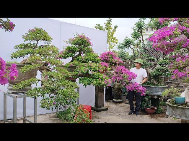 Báo giá một số tác phẩm Hoa giấy- túc- khế tới ae chơi cây cảnh bonsai(Mr Đại 0967828345)