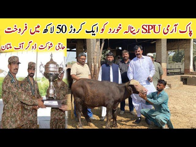 Buffalo Calves Sold for Rs 1.5 Crore of Haji Shaukat Doggar of Multan to Pak Army SPU Renala Khurd