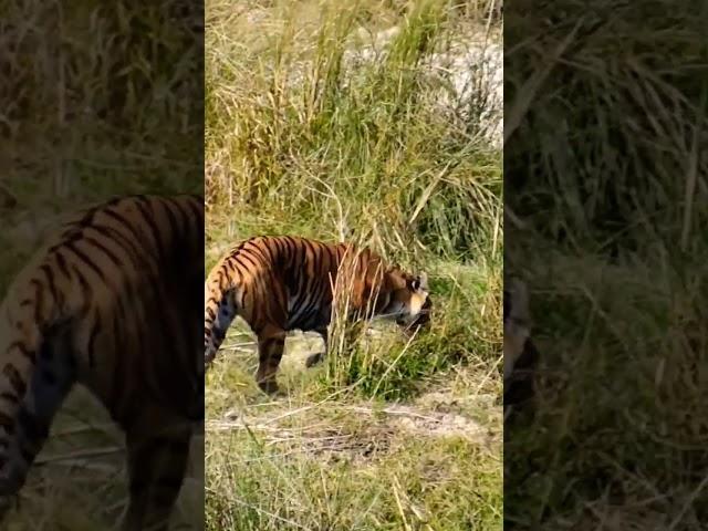 jim corbett #yuvraj Jungle journey #jungle Raj #dhikala rock