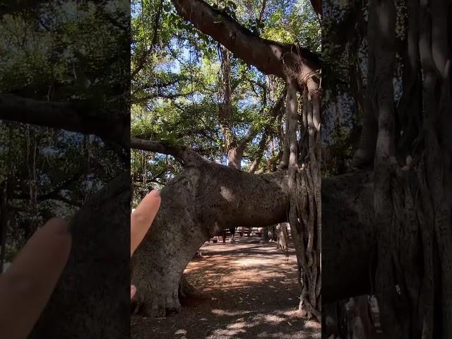 Banyan trees before the fires Maui Hawaii | Banyan trees Lahaina before the fire #christinacation